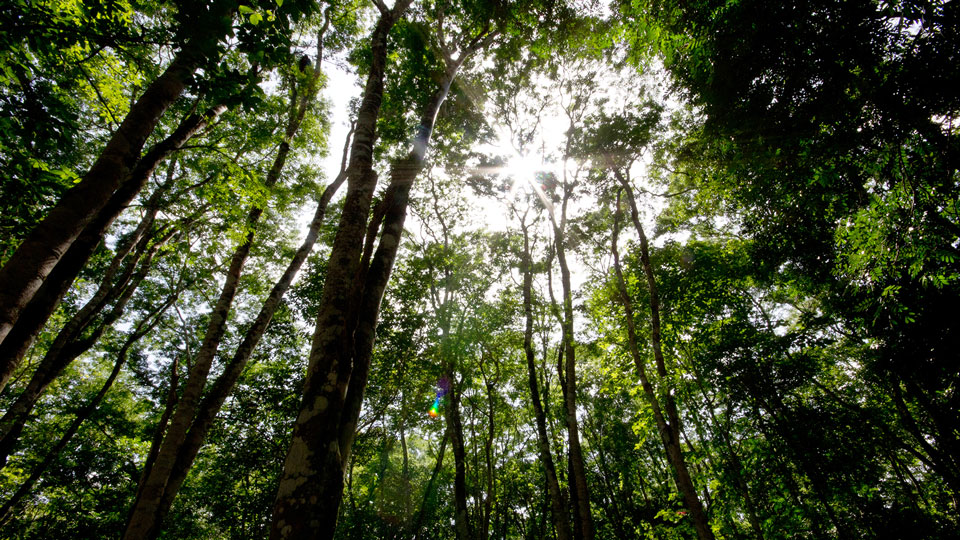 A partir del próximo 1 de junio se podrán empezar a realizar las donaciones para sembrar un árbol. (Foto Prensa Libre: Hemeroteca)