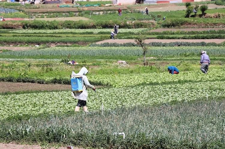 El sector agrícola afronta diversos desafíos en el país que pueden impactar sus niveles de producción y exportación, advierte Agexport. (Foto, Prensa Libre: Hemeroteca PL).