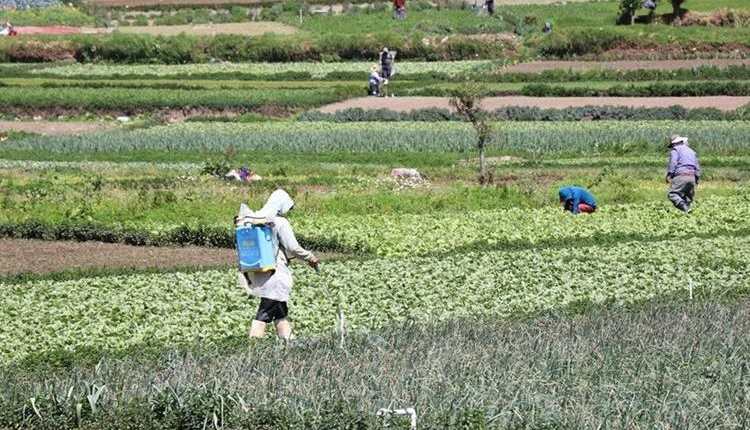 El sector agrícola afronta diversos desafíos en el país que pueden impactar sus niveles de producción y exportación, advierte Agexport. (Foto, Prensa Libre: Hemeroteca PL).