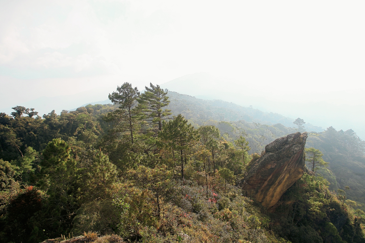 Guatemala ha logrado reducir en un 50 % la deforestación de sus bosques. (Foto Prensa Libre: Hemeroteca).