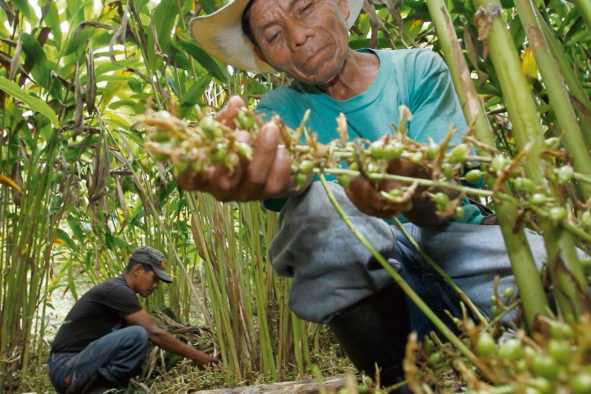 el cardamomo constituye uno de los principales productos agrícolas de exportación de Guatemala. (Foto Prensa Libre: Alvaro Interiano)