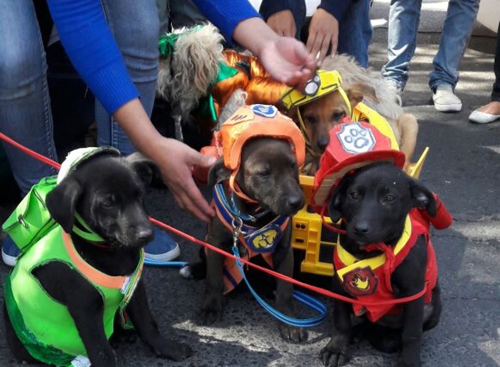 Algunos de los perros que participaron en el concurso en Xela. (Foto Prensa Libre: María José Longo).