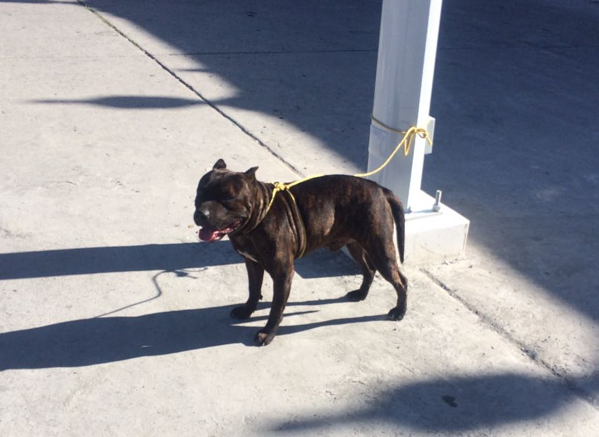 El pitbull podría ser trasladado a un centro de rescate ubicado en la zona 21 de la capital. (Foto Prensa Libre: La Red)