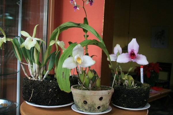 La  exposición  de  orquídeas será  del 29  de noviembre  al 2  de diciembre, en Cobán.