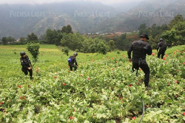 Las autoridades aseguraron que tienen seis o siete puntos identificados donde proliferan los cultivos de amapola. (Foto Prensa Libre: Estuardo Paredes / enviado especial)