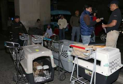 Seis perros participarán en la lucha antinarcótica en Guatemala, y ayer llegaron al país desde Estados Unidos. (Foto Prensa Libre: MINGOB)
