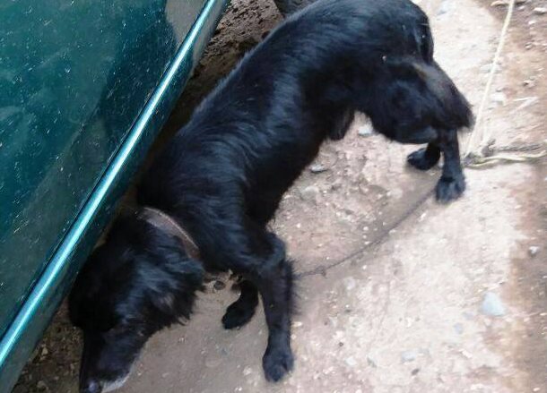 La Asociación Protectora de Animales Sirius trasladó a unos canes a una veterinaria y denunció el hecho ante las autoridades. (Foto Prensa Libre: Mario Morales)