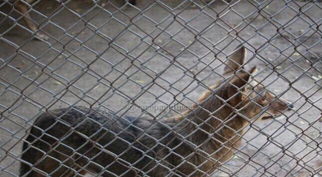 Lobo que murió atacado por abejas en un zoológico en la cabecera de Zacapa. (Foto Prensa Libre: Cortesía)