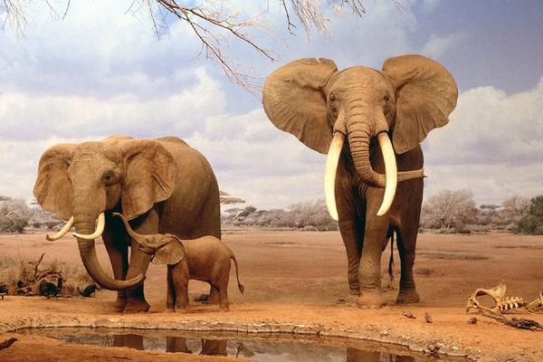 Los elefantes son víctimas de la caza furtiva.