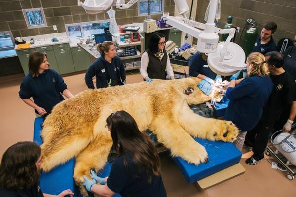 Boris es un oso polar que vive en el acuario de Tacoma en Washington. (Foto Prensa Libre: AP)