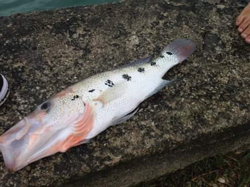 Uno de los peces muertos localizados a la orilla del lago, en Petén. (Foto Prensa Libre: Manuel Romero).