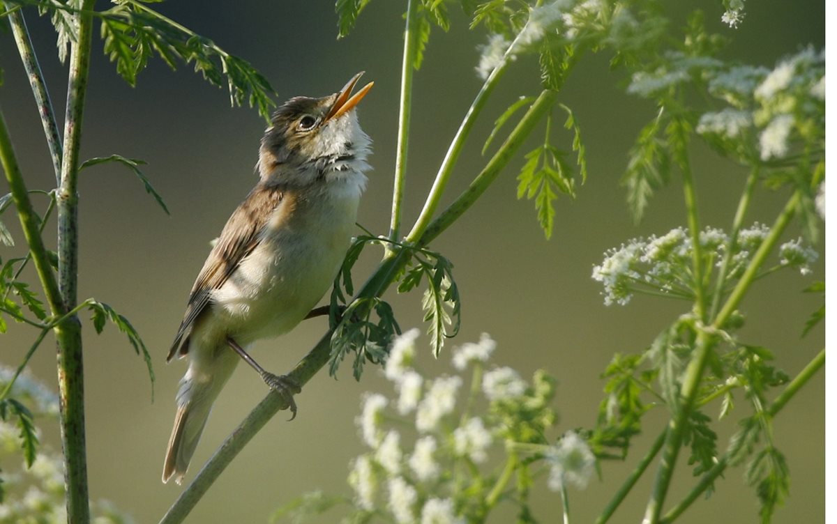 Los pájaros cantores se originaron en Australia hace 33 millones de años, según estudio. (Foto Prensa Libre: AP)