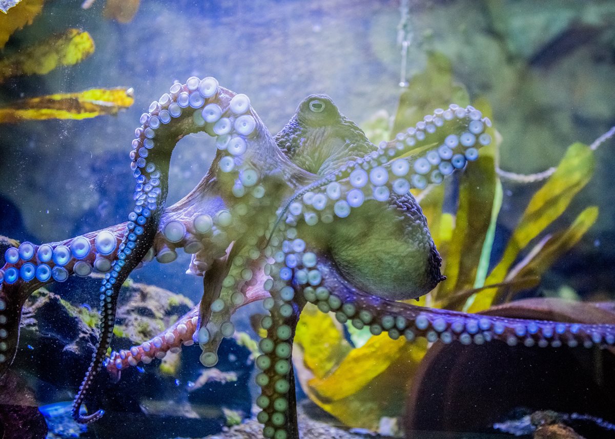 El pulpo "Inky" se fugó del acuario de Nueva Zelanda. (Foto Prensa Libre: AP).