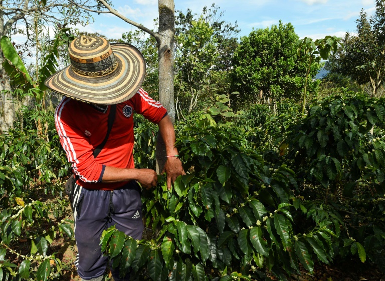 La baja en el mercado internacional del café impacta en los productores peruanos. (Foto Prensa Libre: AFP)