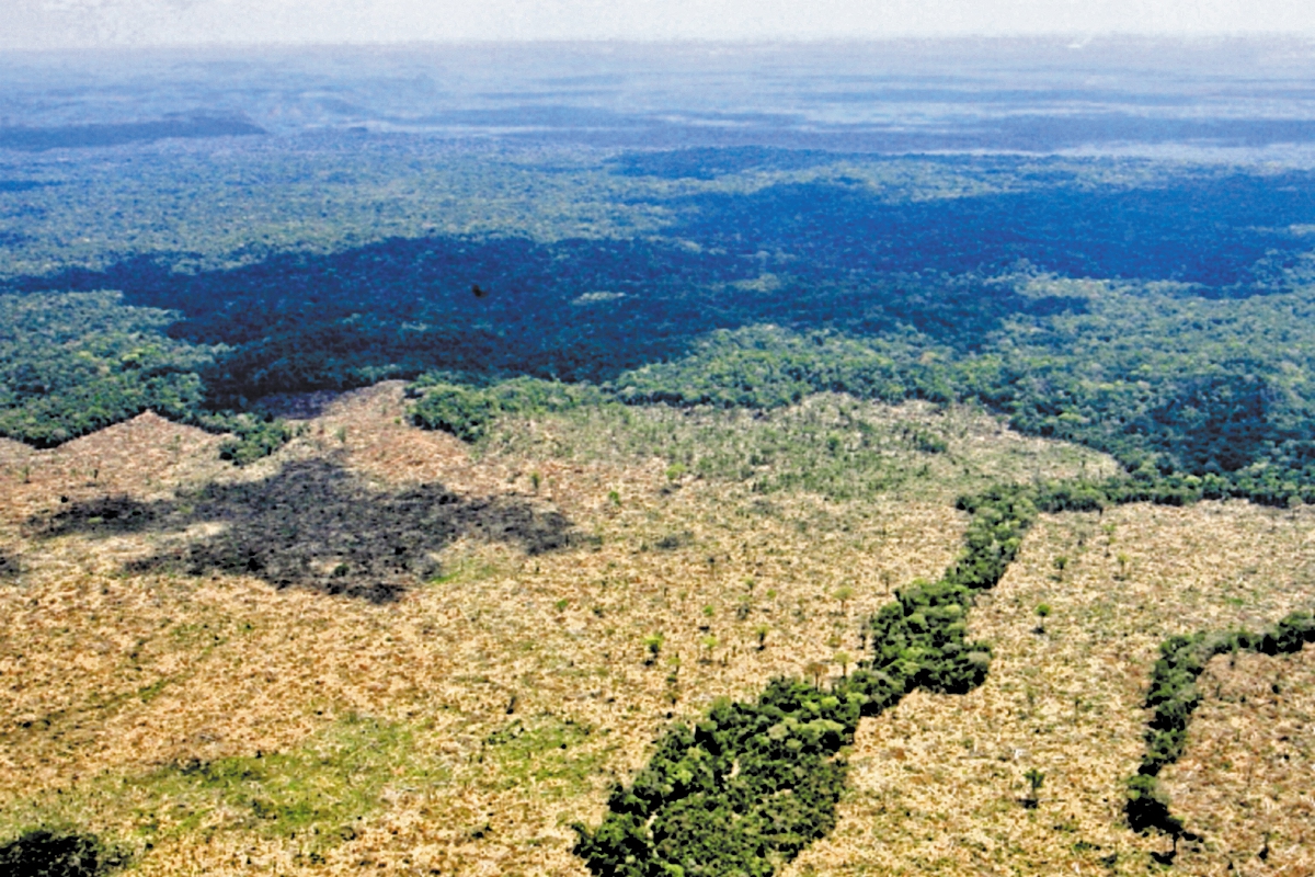 La tala de árboles, la ganadería y los incendios han afectado gravemente el área de la biosfera maya