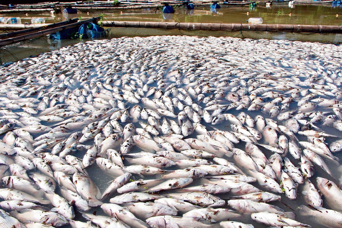 Decenas de peces murieron en la laguna Mesá, Santa Cruz Muluá, Retalhuleu. (Foto Prensa Libre: Hemeroteca PL)