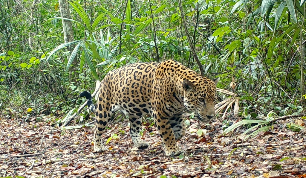 En la foto, uno de los jaguares que es monitoreado por organizaciones y autoridades en el parque Mirador Río Azul, Petén.