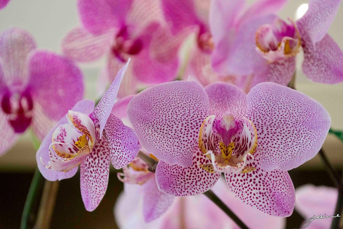 La XLII Exposición Nacional de Orquídeas busca incentivar a la niñez y a la juventud. (Foto Prensa Libre: Jaime Carrillo)