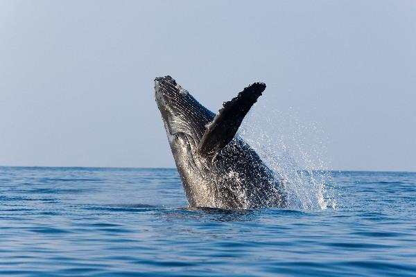 UNa ballena  jorobada hace una acrobacia en aguas del litoral del Pacífico guatemalteco.