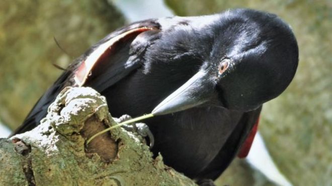 Los ganchos permiten a los cuervos alcanzar y retirar sus presas hasta 10 veces más rápido que la herramienta alternativa más común, una simple ramita o gajo. (Foto: Christian Rutz)