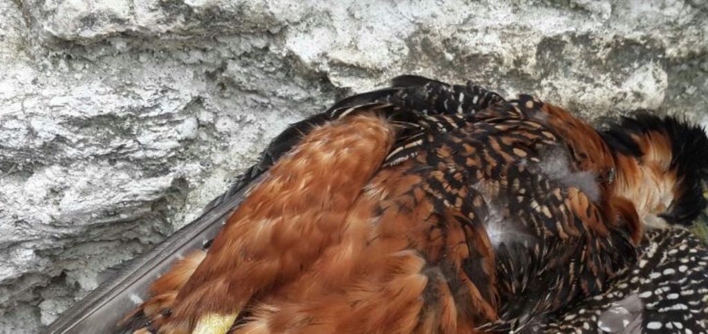 Halcón hembra que murió en el parque Tikal. (Foto Prensa Libre: Rigoberto Escobar).