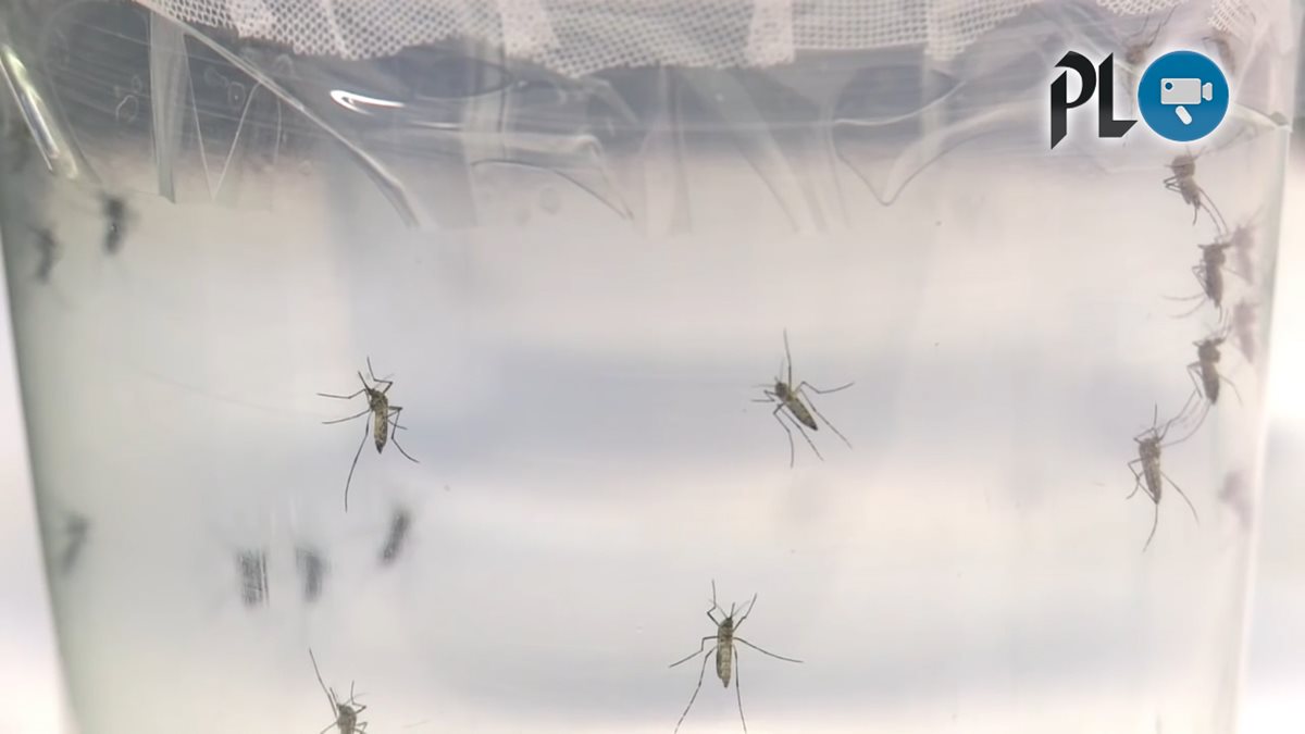 El zika es transmitido por la picadura de un mosquito, los síntomas son similares a los del dengue y el chikungunya. (Foto Prensa Libre: AFP)