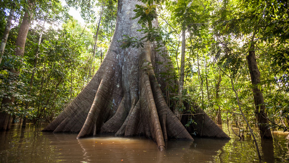 Los árboles talados en Brasil y otros países sudamericanos y de Asia tienen una mayor capacidad de secuestrar dióxido de carbono de la atmósfera. GETTY IMAGES