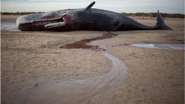 A menudo, las ballenas enfermas terminan varadas en las playas, como este cachalote en Nueva Gales del Sur. GETTY IMAGES