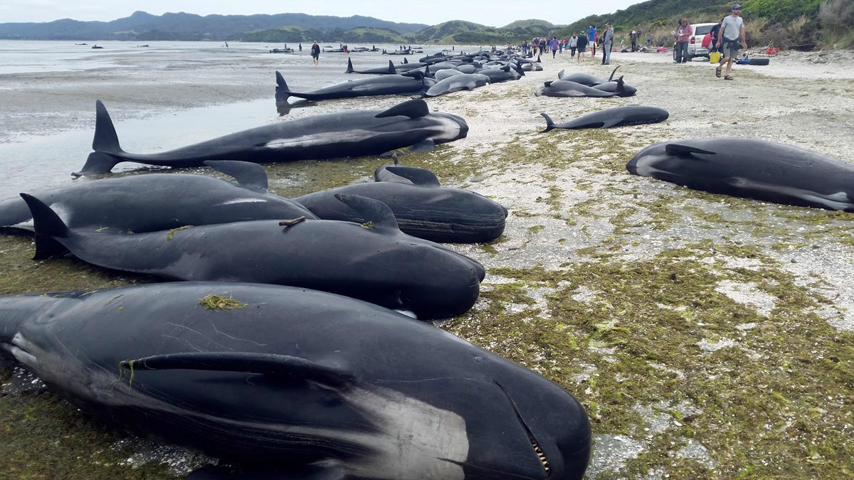 Unas 300 ballenas piloto murieron en Farewell Spit, Nueva Zelanda.(Foto Prensa Libre:AFP).