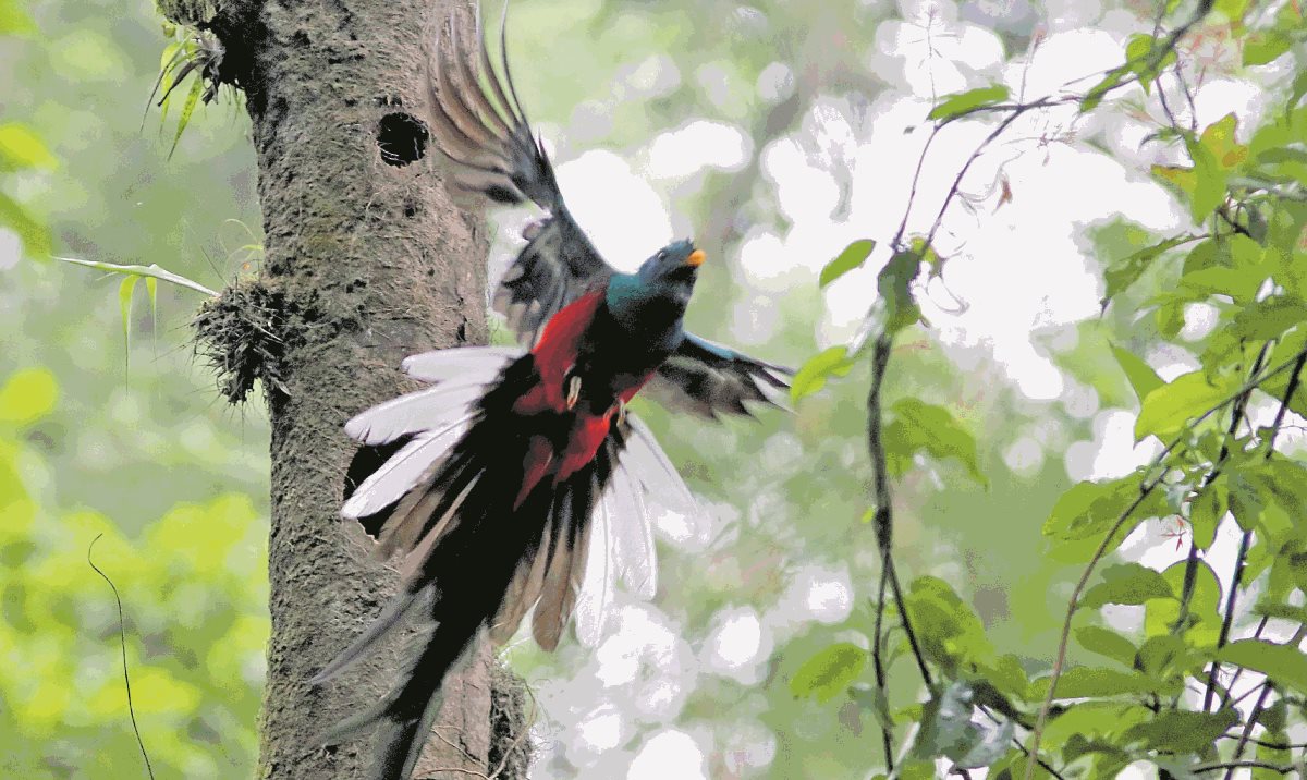 El avistamiento del quetzal es el principal atractivo que ofrecen los vecinos de Loma Linda. (Foto Prensa Libre: Rolando Miranda)