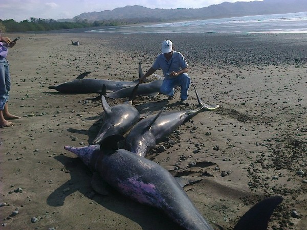 Un funcionario de Recursos Acuáticos examina delfines muertos.(EFE).