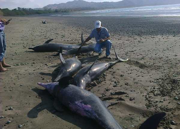 Un funcionario de Recursos Acuáticos examina delfines muertos.(EFE).