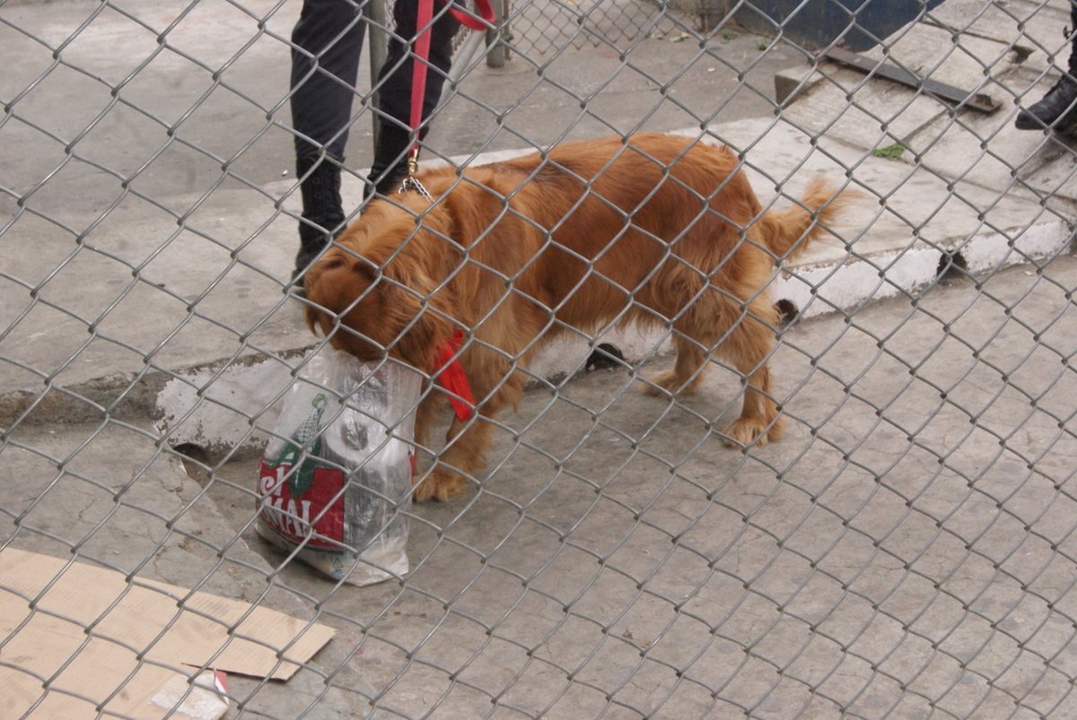 Perros antinarcóticos olfatean las encomiendas en tres complejos carcelarios en busca de drogas. (Foto Prensa Libre: DGSP)