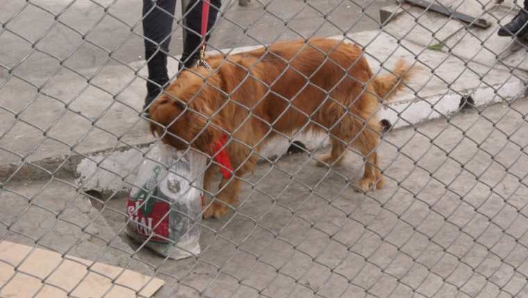 Perros antinarcóticos olfatean las encomiendas en tres complejos carcelarios en busca de drogas. (Foto Prensa Libre: DGSP)