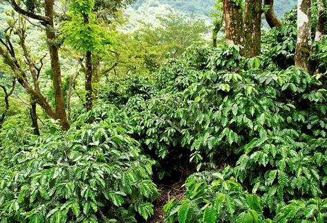 La Finca El Faro, que cultiva café en las faldas del volcán Santiaguito, vende café a la principal cadena de cafeterías estadounidenses. (Foto Prensa Libre: cortesía Finca El Faro)