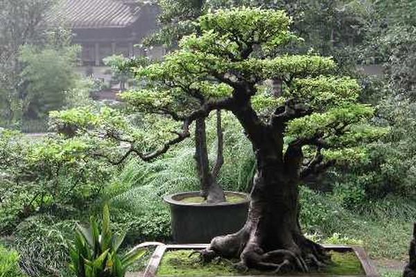 Los bonsái son muy decorativos.<br _mce_bogus="1"/>