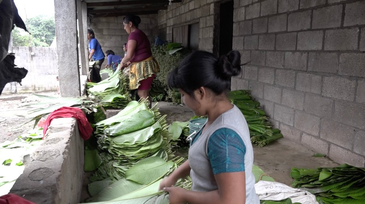 Familias de Ceylán, Escuintla, se dedican a la producción de hoja de maxán, (Foto Prensa Libre: Fernando Magzúl)