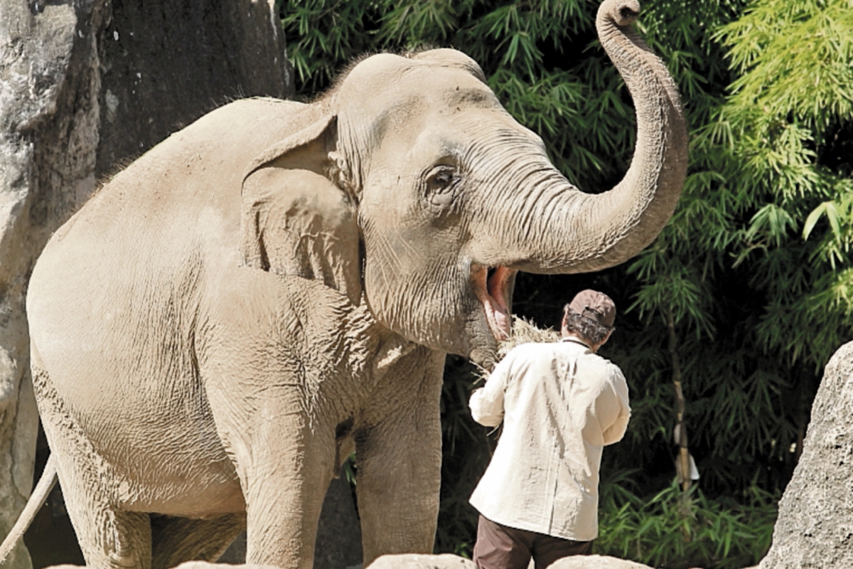  El elefante se alimenta con 300 libras de comida diarias. (Foto: Hemeroteca PL)