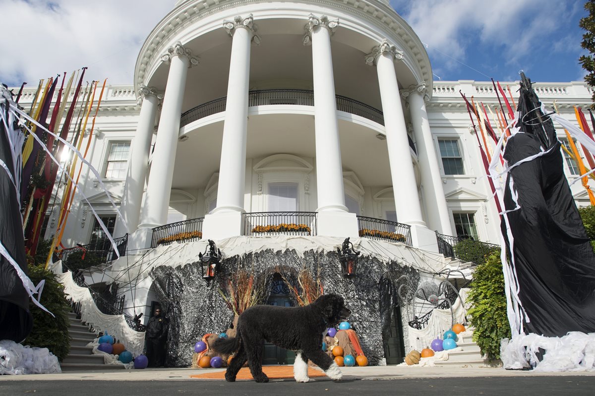 El perro del presidente estadounidense, Barack Obama, Bo, pasea por la Casa Blanca que luce adornada con motivos de Halloween. (Foto Prensa Libre: EFE).