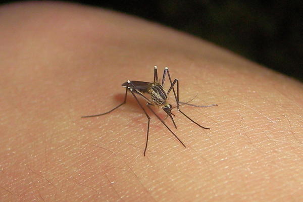 El zancudo Aedes Albopistus transmite enfermedades como el dengue y el virus chicunguña.