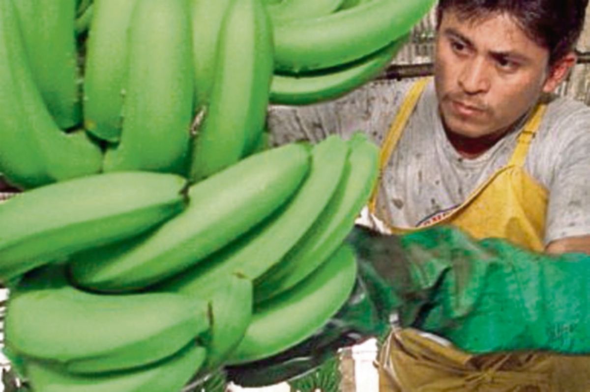 Exportaciones de banano aumentan
