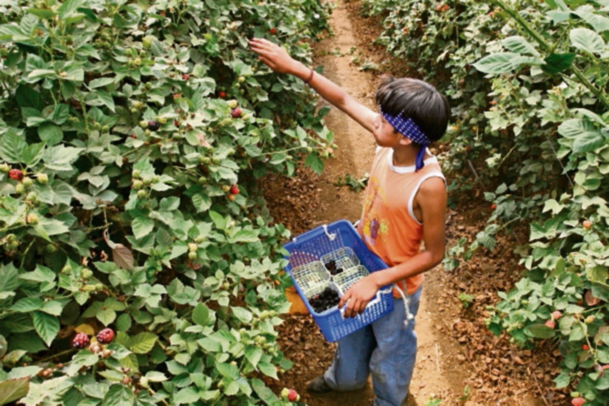 productores agrícolas se reunirán en aldea quichelense. (FOTO PRENSA LIBRE:ESBIN GARCIA)