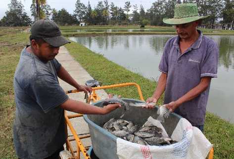 Integrantes de Aursa, de San Jerónimo, Baja Verapaz, cultivan tilapia en 13 estanques, cada uno de los cuales  tiene capacidad para 25 mil peces.