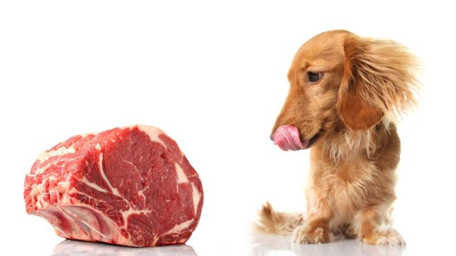 Los investigadores no encontraron evidencia científica sobre los supuestos beneficios de darle a tu mascota carne cruda. (GETTY IMAGES)