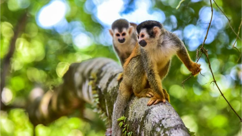 Los monos que habitan Sudamérica y América Central fueron separados de sus primos de África y Asia. GETTY IMAGES