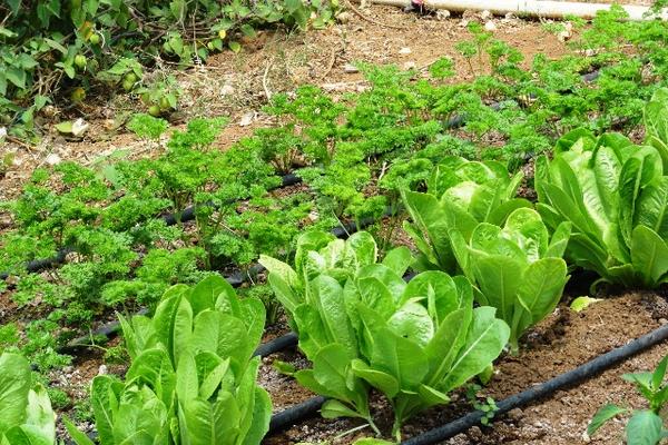 Las autoridades y productores locales buscan impulsar la producción orgánica en el país. (Foto Prensa Libre: Archivo).<br _mce_bogus="1"/>