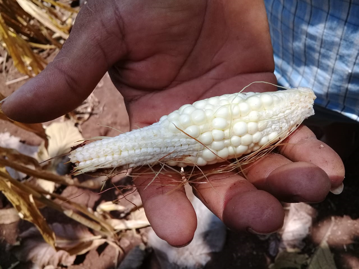 Agricultores indican que el poco maíz que se cosechó es muy pequeño, no creció por la falta de lluvias. (Foto: Redsag)