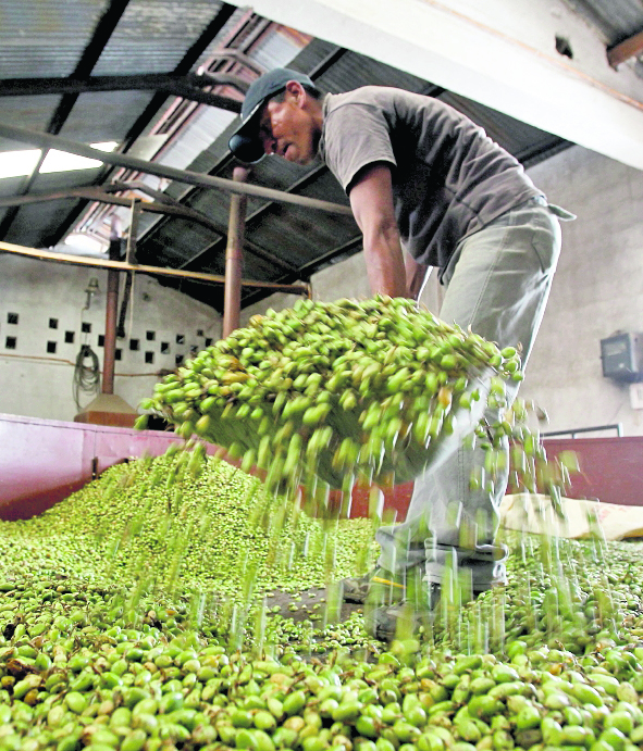 Las ventas de cardamomo reportan un crecimiento del 52% a septiembre último y las exportaciones suman US$385 millones. (Foto Prensa Libre: Alvaro Interiano)