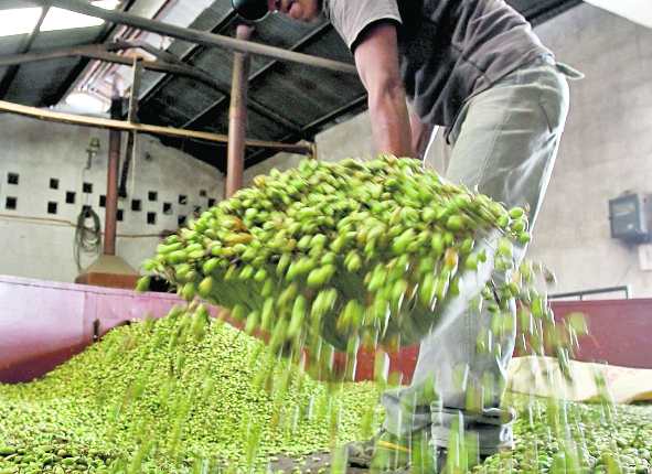 Las ventas de cardamomo reportan un crecimiento del 52% a septiembre último y las exportaciones suman US$385 millones. (Foto Prensa Libre: Hemeroteca) 