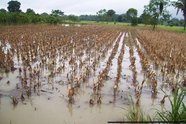 Plantación de maíz anegada por desbordamiento del río Chixoy, en Ixcán, Quiché. (Foto Prensa Libre: Óscar Figueroa)